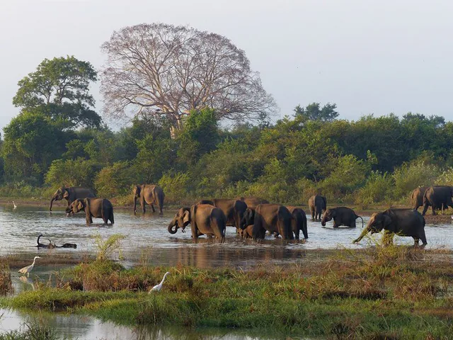A herd of elephants wading through a lake below a large flowering tree