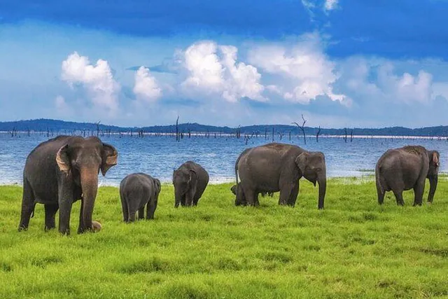 Elephants grazing on a green lakeshore under a cloudy blue sky