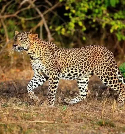 A leopard walking through dry grass at the forest edge