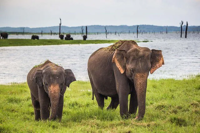 An elephant and her calf walking across grassland by a lake