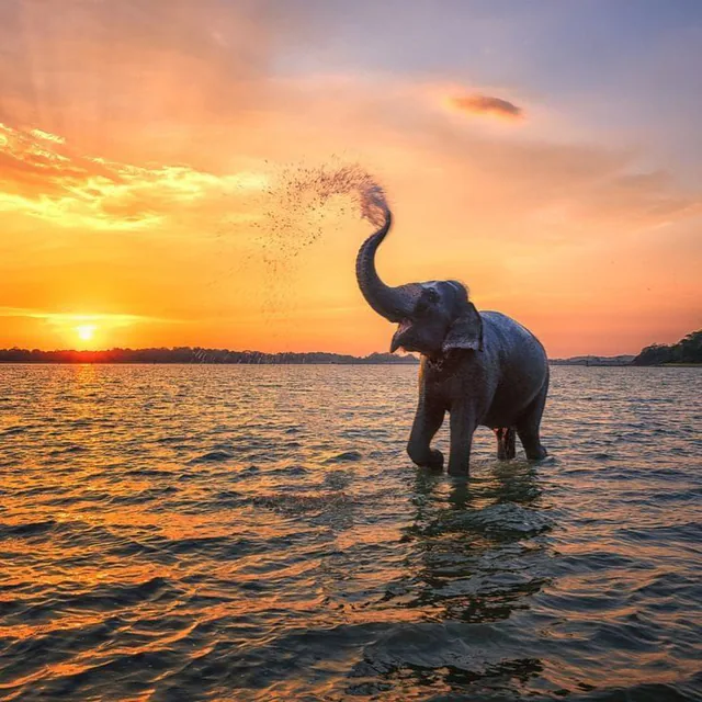An elephant spraying water from its trunk in a lake at sunset