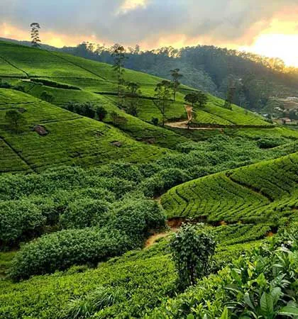 Terraced tea plantations on rolling hills at sunset