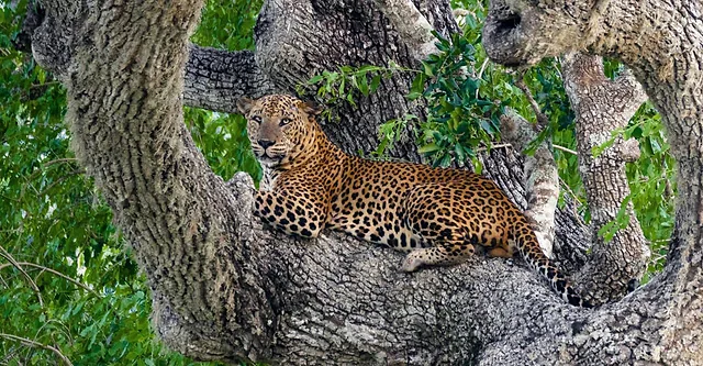 A leopard lying along the branch of a large tree