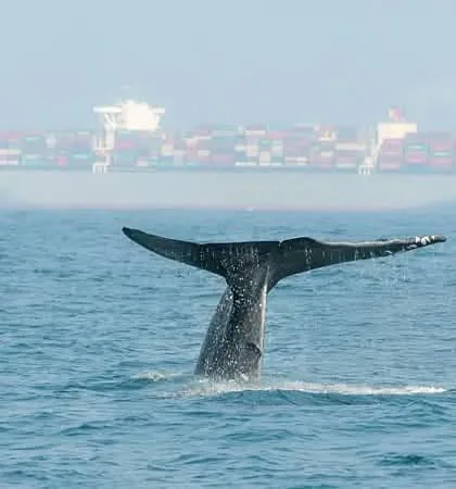 A blue whale raising its tail out of the sea