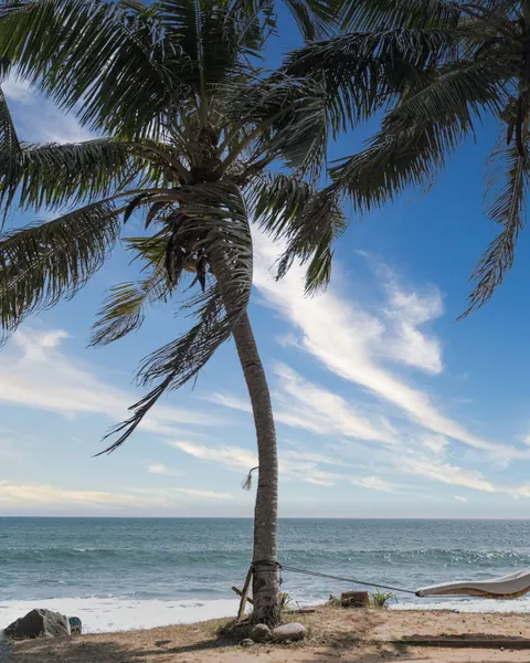 Palms leaning over golden sand on the south-west coast