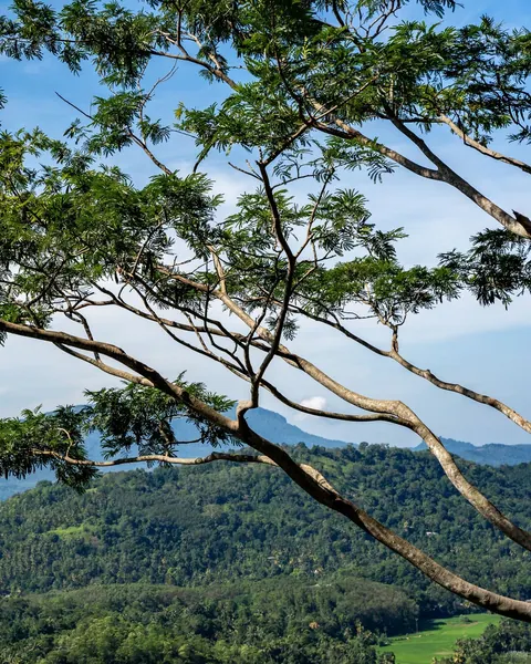 Wooded peaks of the Knuckles range, home to rare birds and wildlife