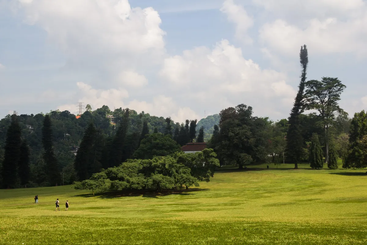 The palm avenues of the Royal Botanic Gardens at Peradeniya