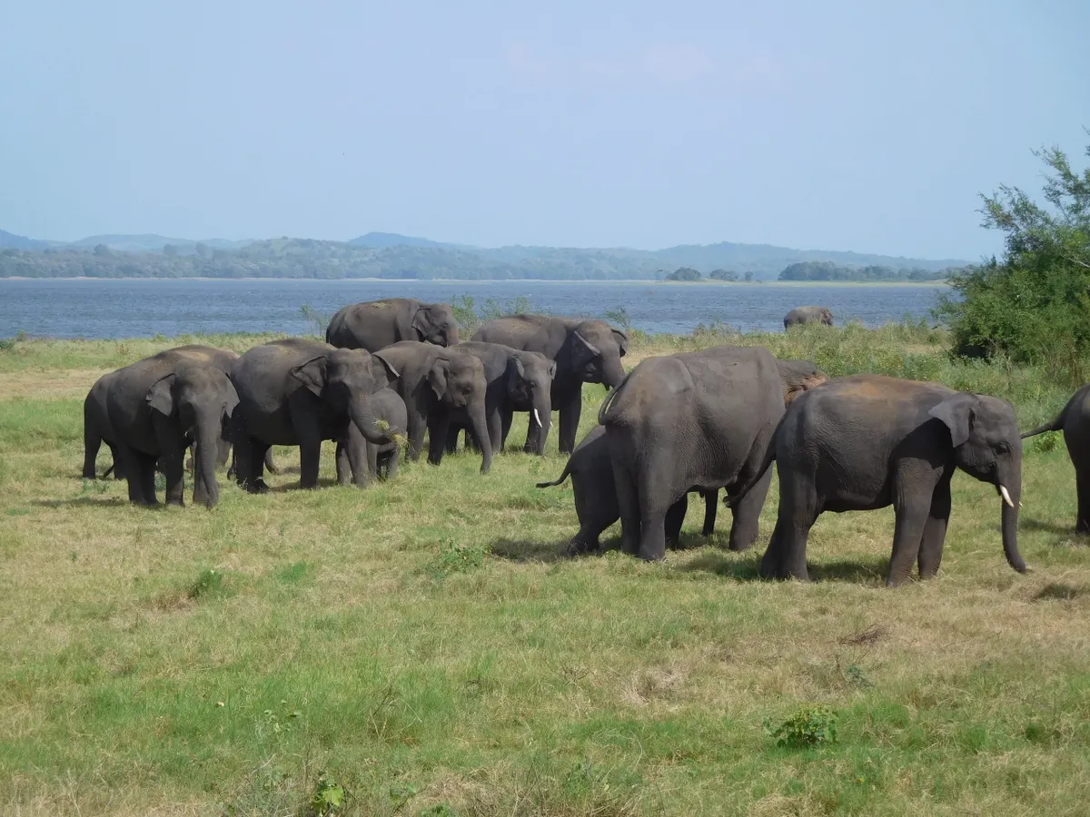 Wild elephants gathering on the grasslands of Minneriya tank