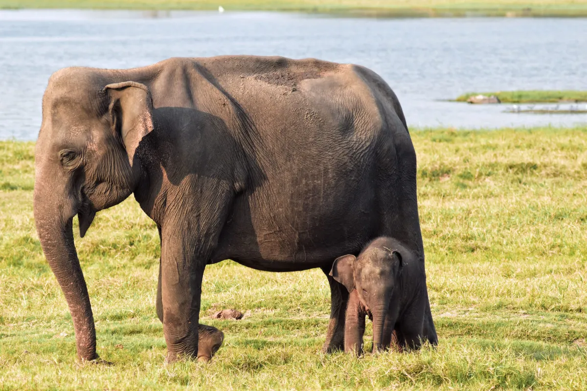 An elephant mother and calf grazing at Minneriya National Park