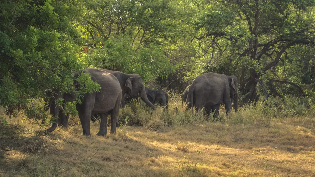 Elephants moving through the woodland edge at Minneriya