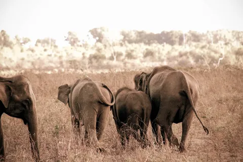 A family of wild elephants crossing the dry grasslands of Udawalawe