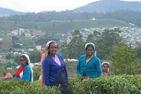 Tea pluckers working the emerald fields above Nuwara Eliya