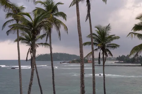 Palm trees on Coconut Tree Hill overlooking the Mirissa coastline