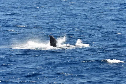 A blue whale surfacing off the coast of Mirissa