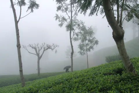 Tea bushes and tall trees on a misty slope near Haputale
