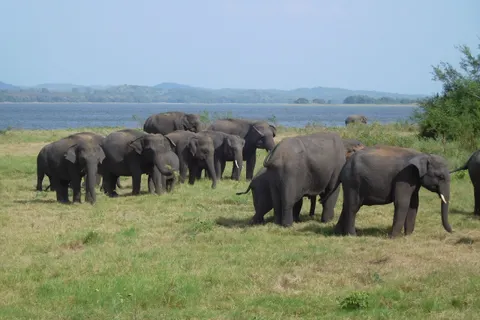 Wild elephants gathering on the grasslands of Minneriya tank