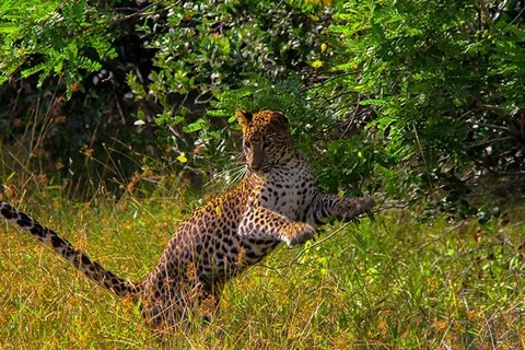 A young leopard springing playfully through tall grass
