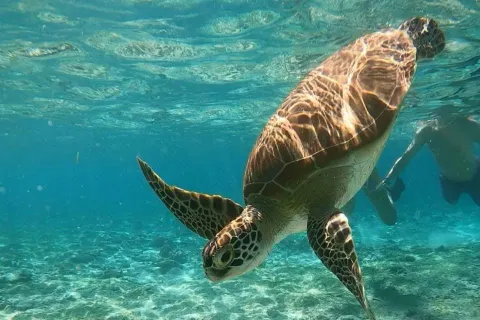 A green sea turtle gliding over sand in clear shallow water