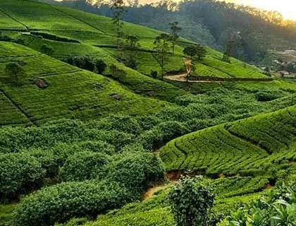 Terraced tea plantations rolling over the hills at golden hour