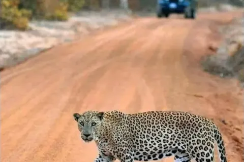 A leopard crossing a red-earth safari track ahead of a jeep