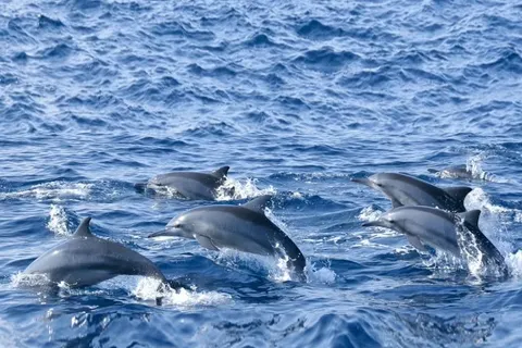 A pod of spinner dolphins surfacing in the Indian Ocean