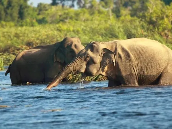 Two wild elephants wading through a river in a Sri Lankan national park