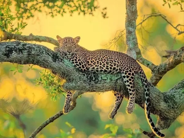A Sri Lankan leopard resting along a tree branch in golden light