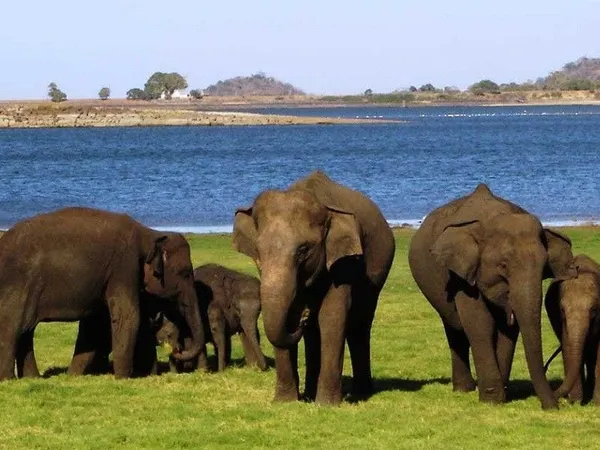 An elephant herd with calves grazing on the shore of a reservoir