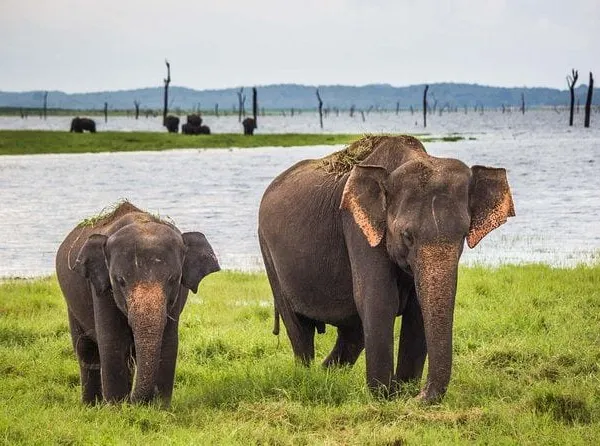 Elephants on the grassy shore of Minneriya tank with dead trees in the water