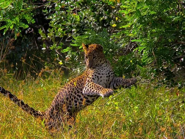 A young leopard springing playfully through tall grass