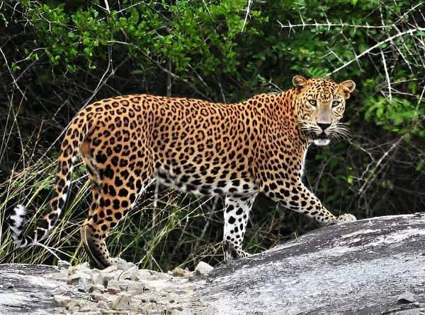A leopard walking across a granite rock outcrop in Yala
