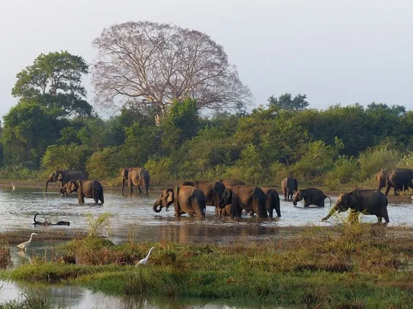 A large herd of elephants bathing at a waterhole at dusk