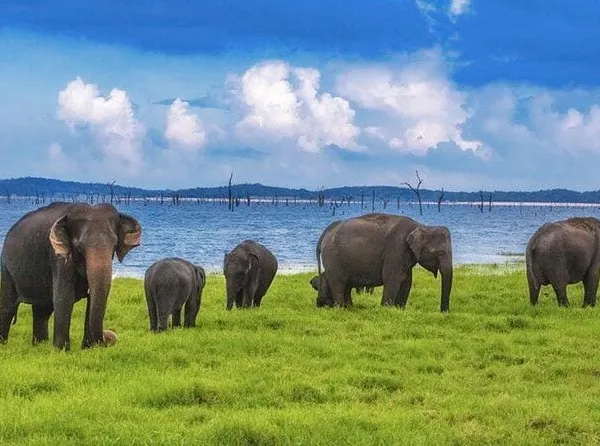 Wild elephants on the green lakeshore under a big blue sky
