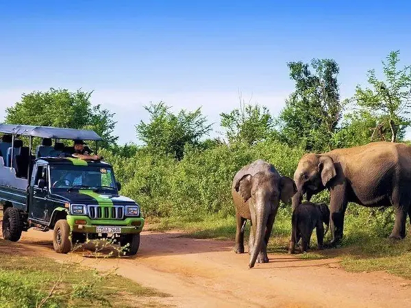 A safari jeep pausing beside an elephant mother and calf on a dirt track
