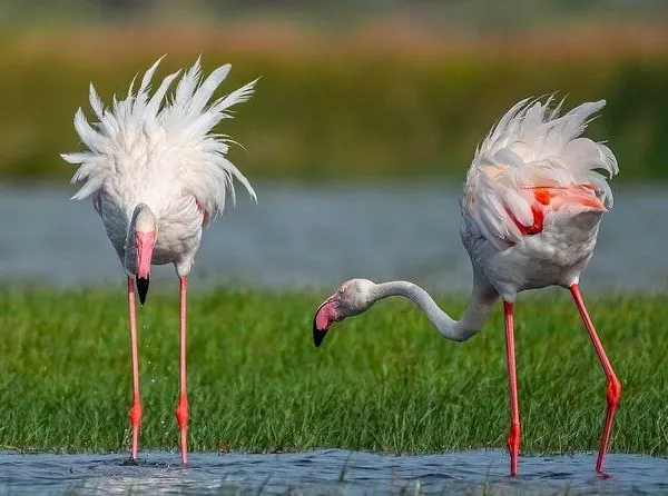 Greater flamingos wading in the lagoons of Bundala National Park