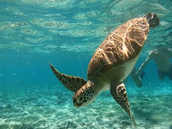 A green sea turtle gliding over sand in clear shallow water