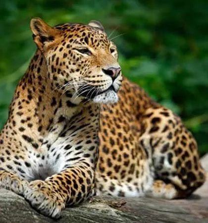 Portrait of a Sri Lankan leopard lounging on a log