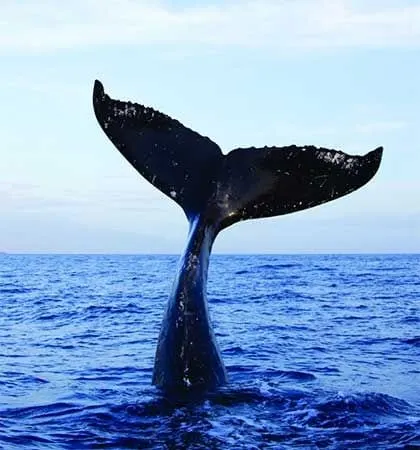 A whale’s tail rising from the deep blue Indian Ocean