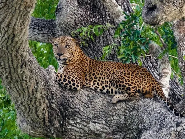 A leopard resting in the fork of an old tree in Yala National Park