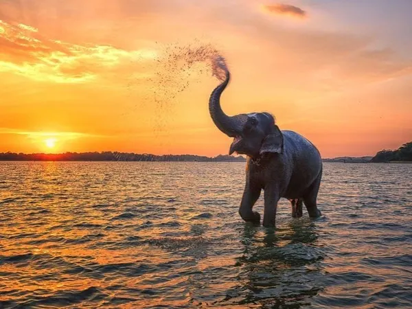 An elephant spraying water in a lake at sunset