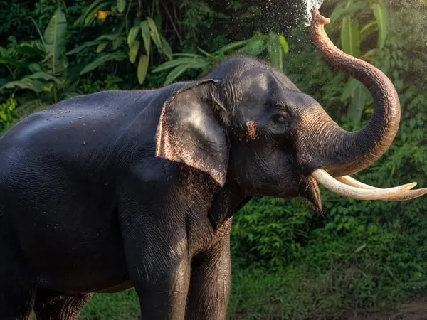 A tusker spraying water from its trunk beside a jungle river