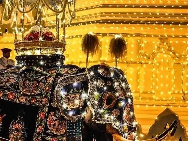 A richly decorated tusker before the golden walls of the Temple of the Tooth