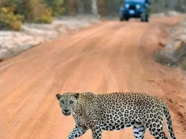 A leopard crossing a red-earth safari track ahead of a jeep