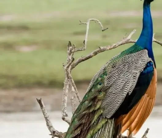 A wild peacock perched on a dead branch beside a lagoon