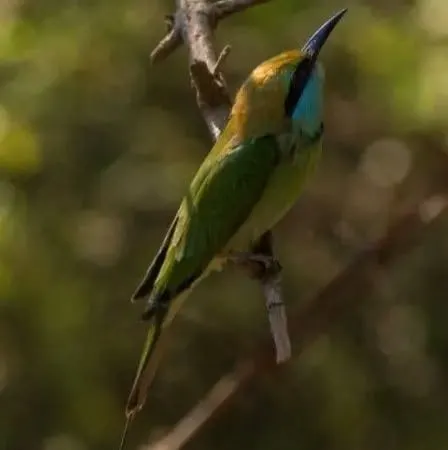 A green bee-eater perched on a thorny branch