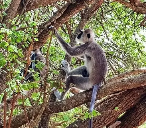 Tufted grey langurs in the branches of a forest tree