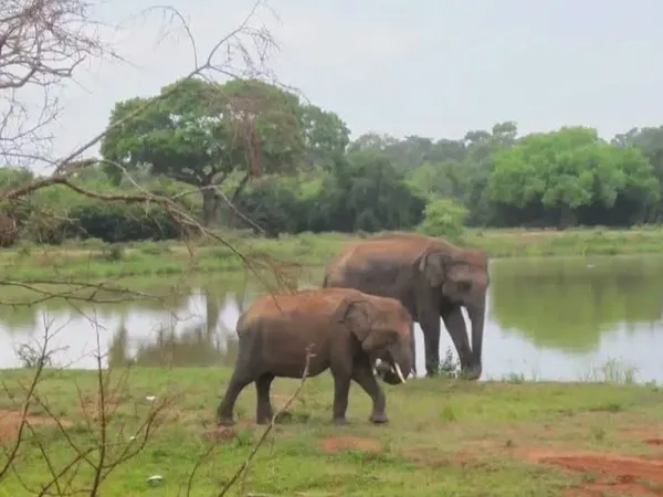An elephant mother and calf grazing beside a lake in Udawalawe