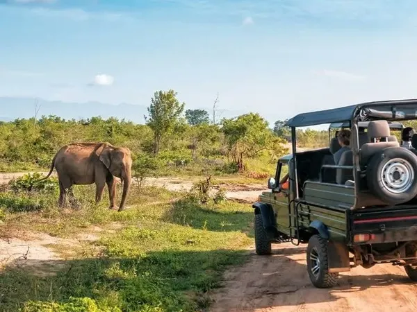 A safari jeep watching a wild elephant on the plains of Udawalawe