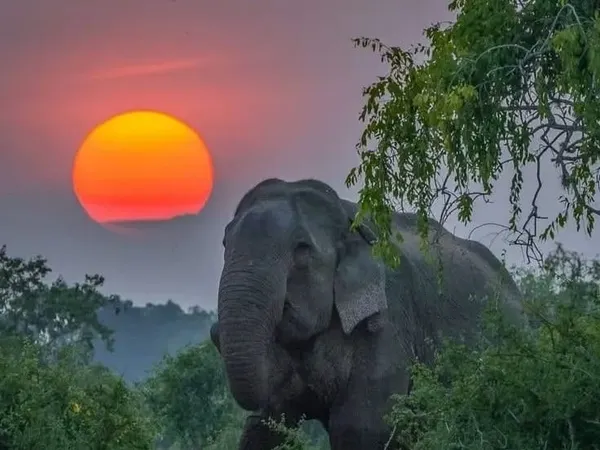 A wild elephant emerging from the scrub as the sun sets