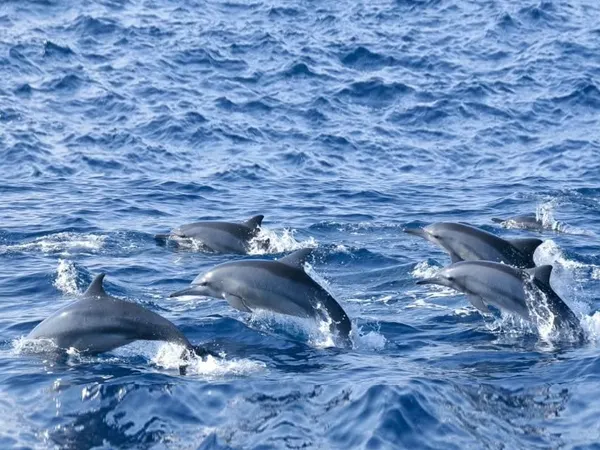 A pod of spinner dolphins surfacing in the Indian Ocean